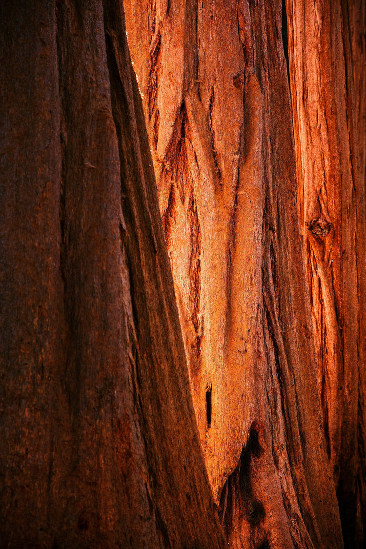 Woody